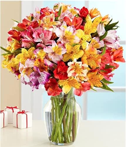24 Multicolored Alstroemeria Bouquet Flowers, Two Dozen,